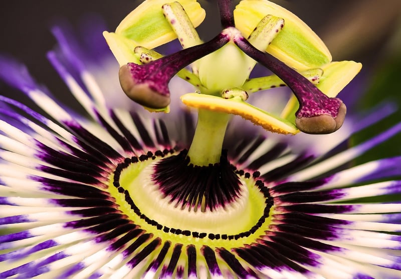 Exotic Blossoms