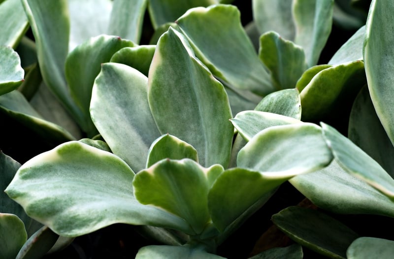 Succulent Gardens