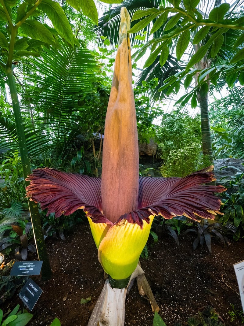 Titan Arum