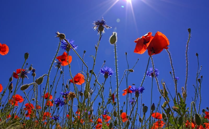 Blue Poppy