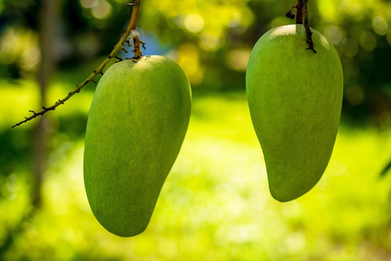 Mango Tree
