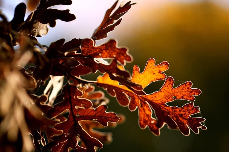 Oak Tree