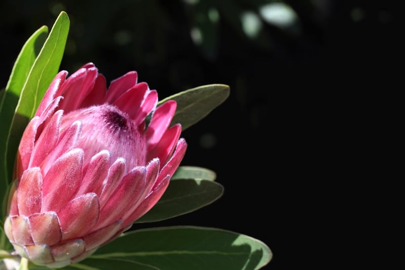 Protea