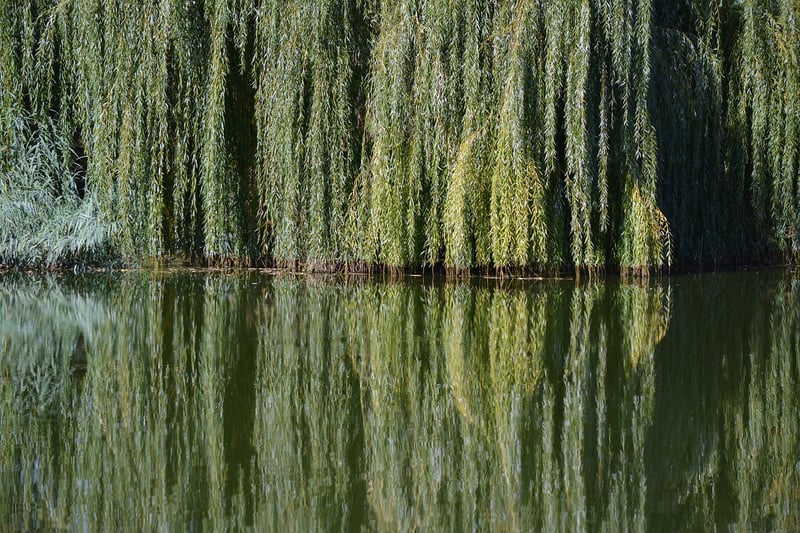 Willow Tree